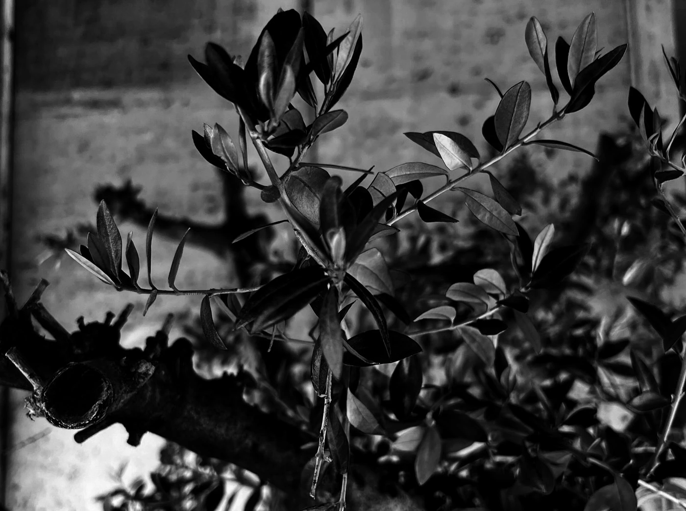 tenutalamiotte a Marsala